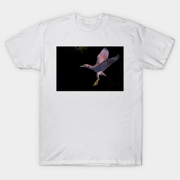 Juvenile Black-crowned Night Heron T-Shirt by Jim Cumming